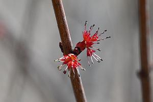 2025-04176289 Broad Meadow Brookl, MA